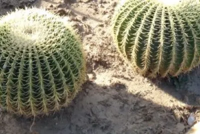 פאזל של Cactos de Los Cabos, BCS.