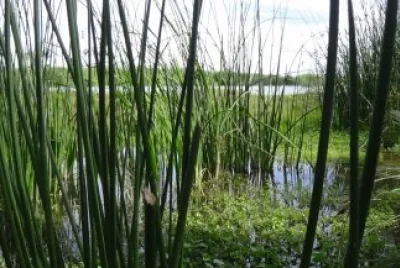 Estero de San JosÃ© del Cabo