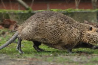 Nutria