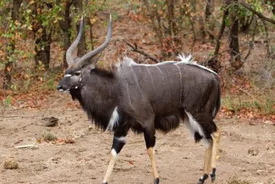Nyala