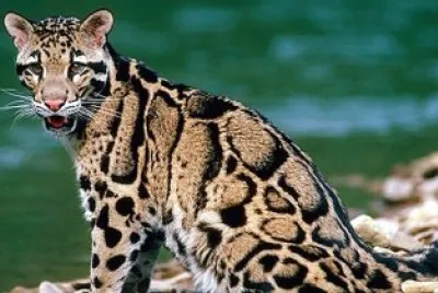 Ocelot