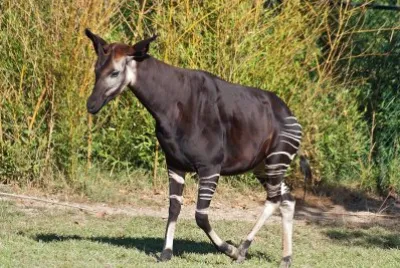Okapi