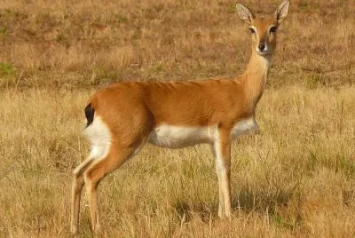 Oribi