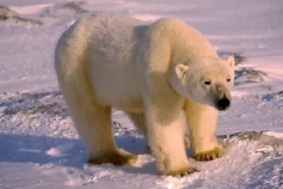Orso polare
