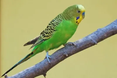 פאזל של Pappagallo parrocchetto