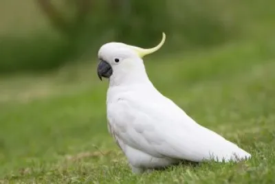 פאזל של Pappagallo cacatua
