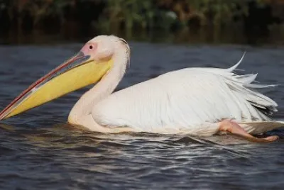Pellicano