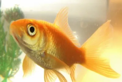 Pesce comune