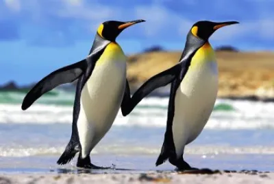 Pinguino