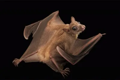 Pipistrello jigsaw puzzle