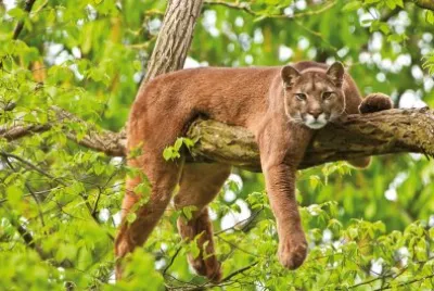 Puma jigsaw puzzle