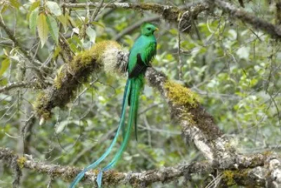 Quetzal