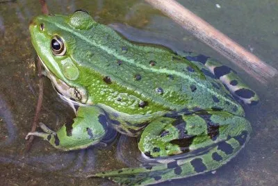 Rana