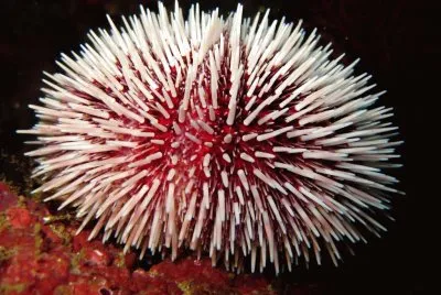 Riccio di mare