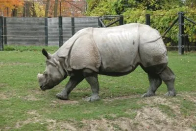 Rinoceronte