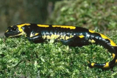 Salamandra