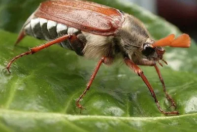 Scarabeo