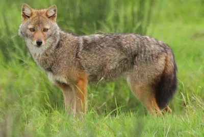 Sciacallo dorato jigsaw puzzle