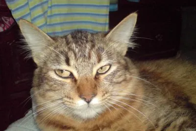 LOBA