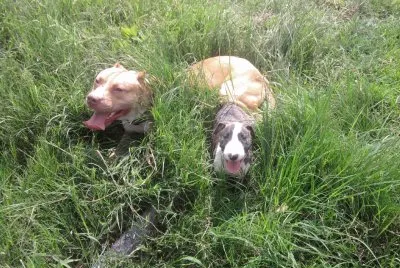 LOS NIÃ‘OS
