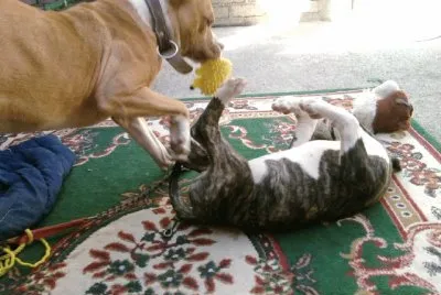 JUGANDO