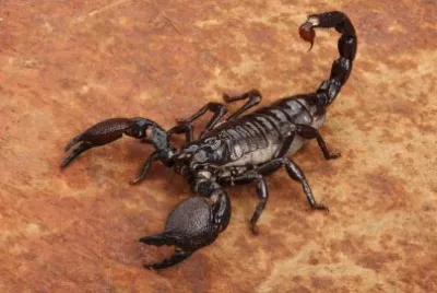 Scorpione