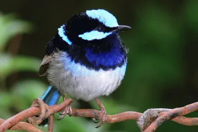 Scricciolo azzurro superbo