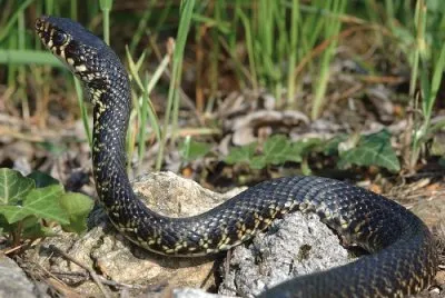 Serpente jigsaw puzzle