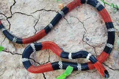 Serpente corallo jigsaw puzzle