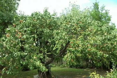 Damasco