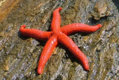Stella di mare