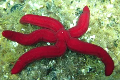 Stella serpente