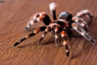 Tarantola