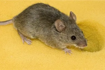 Topo domestico
