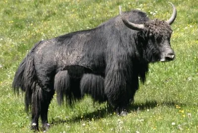 Yak