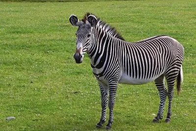 Zebra