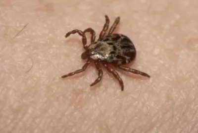 Zecca