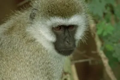 Cercopiteco