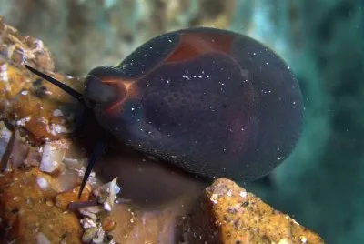 Ciprea