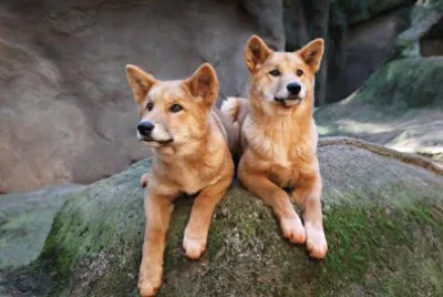 Dingo jigsaw puzzle