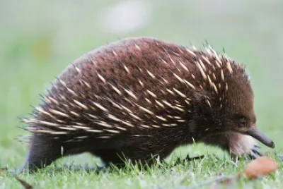 Echidna