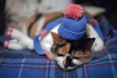 cat in the hat