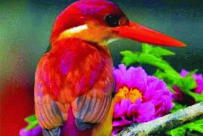 16 jigsaw puzzle