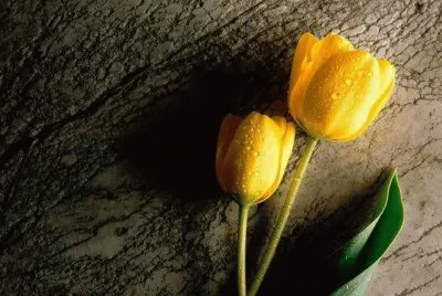 imagem jigsaw puzzle