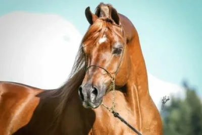 Arabian