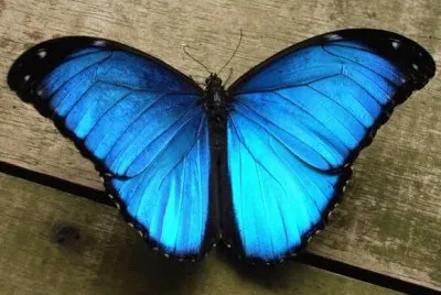 butterfly