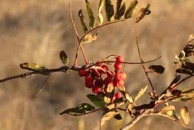 Frosty berries