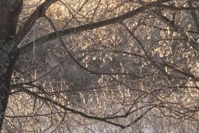 Ice on branches Christmas eve day