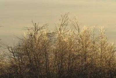 Icy trees at back of field Christmas eve day