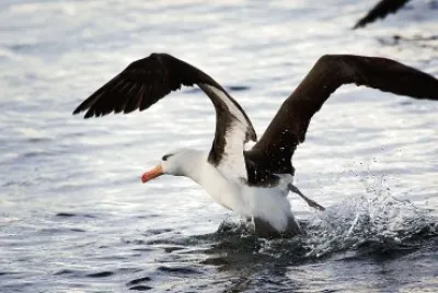 Albatro sopraccigli neri